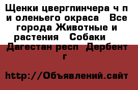 Щенки цвергпинчера ч/п и оленьего окраса - Все города Животные и растения » Собаки   . Дагестан респ.,Дербент г.